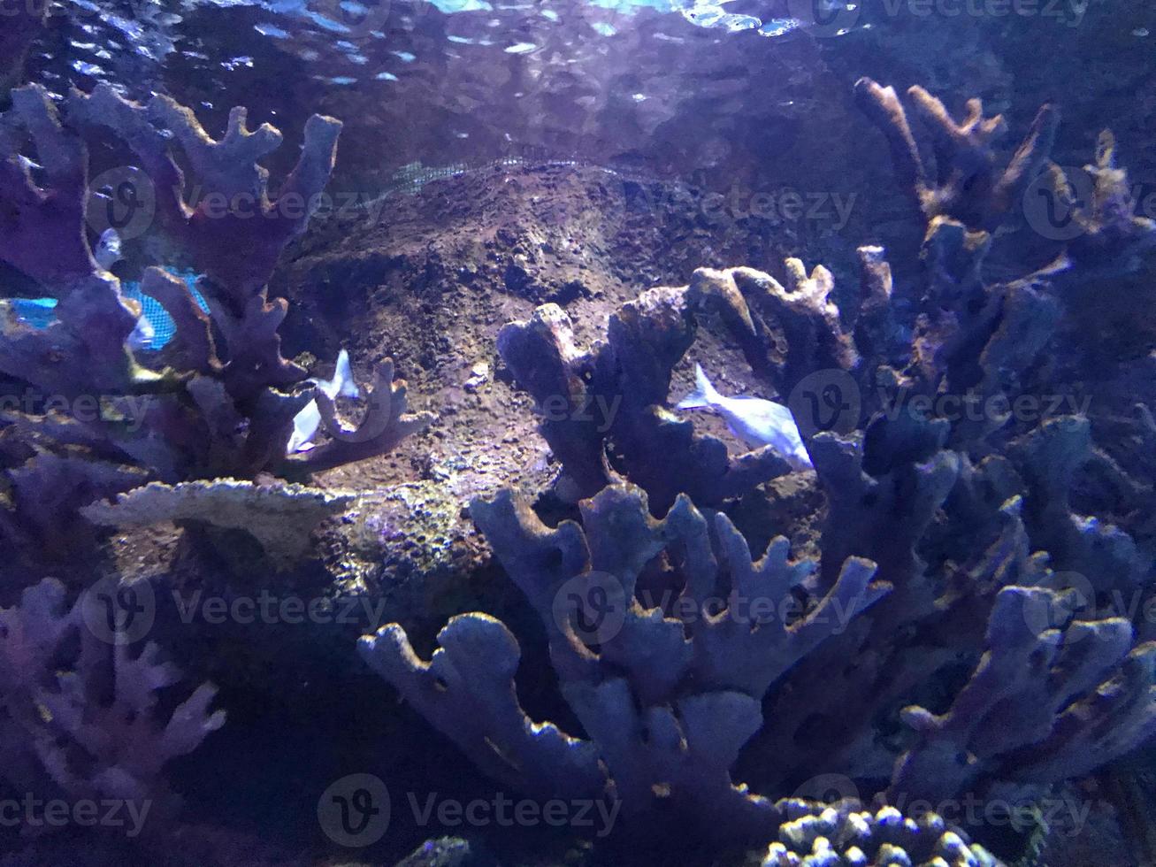 hermosos peces multicolores nadan en un acuario o bajo el agua en el océano en un arrecife de coral. turismo conceptual, vida marina, buceo foto