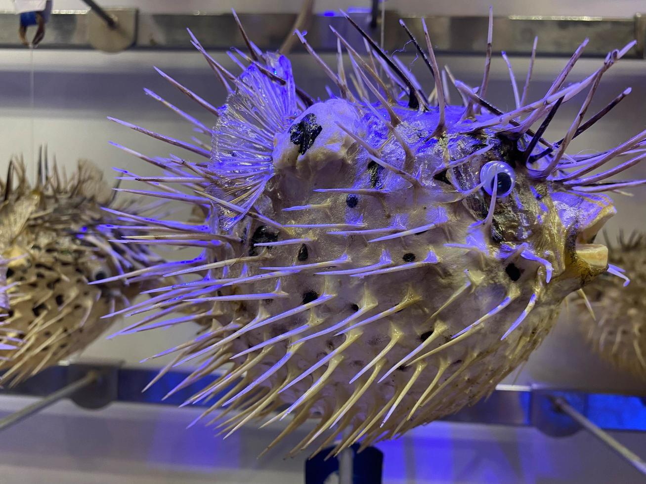 Fish-hedgehog close-up. Needle sea fish ball - blowfish photo