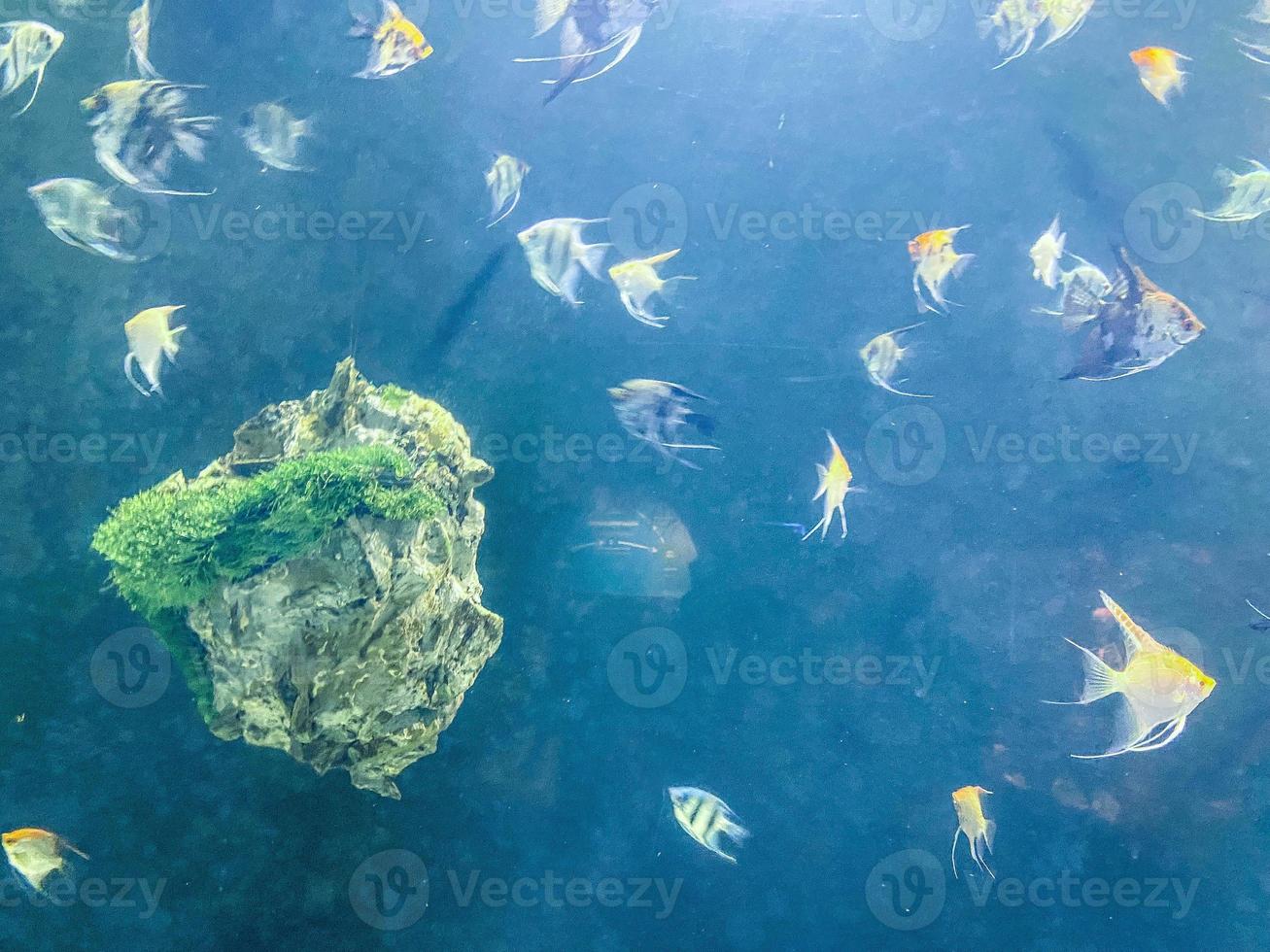 flocks of fish swim under water. multi-colored, yellow angelfish in the aquarium. aquarium fish, next to a large stone in the moss photo