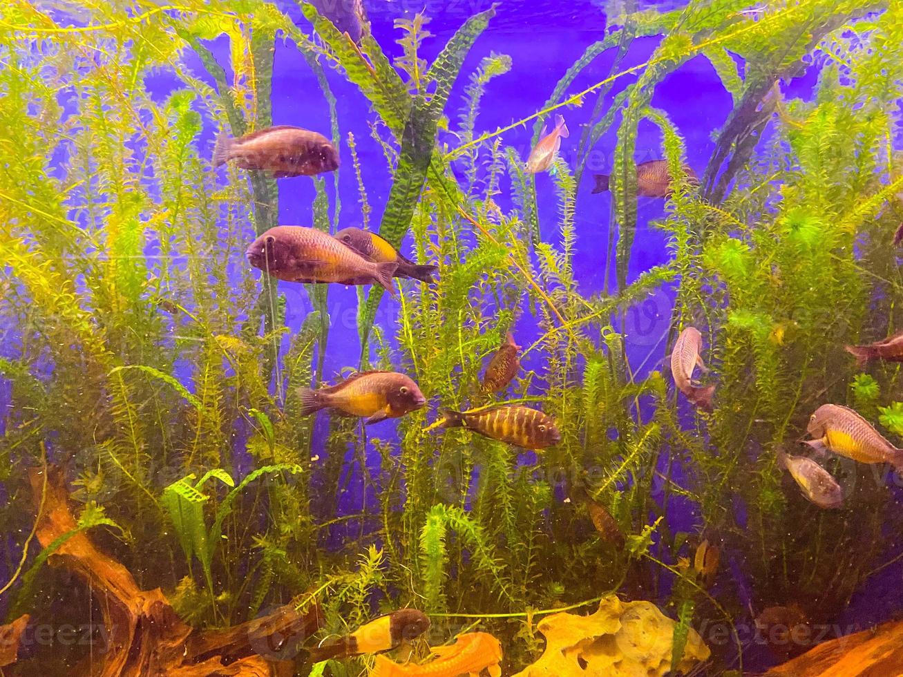 small, red fish with fins and a tail swim along the bottom of the aquarium. fish blow bubbles into the water. nearby green algae and plants photo