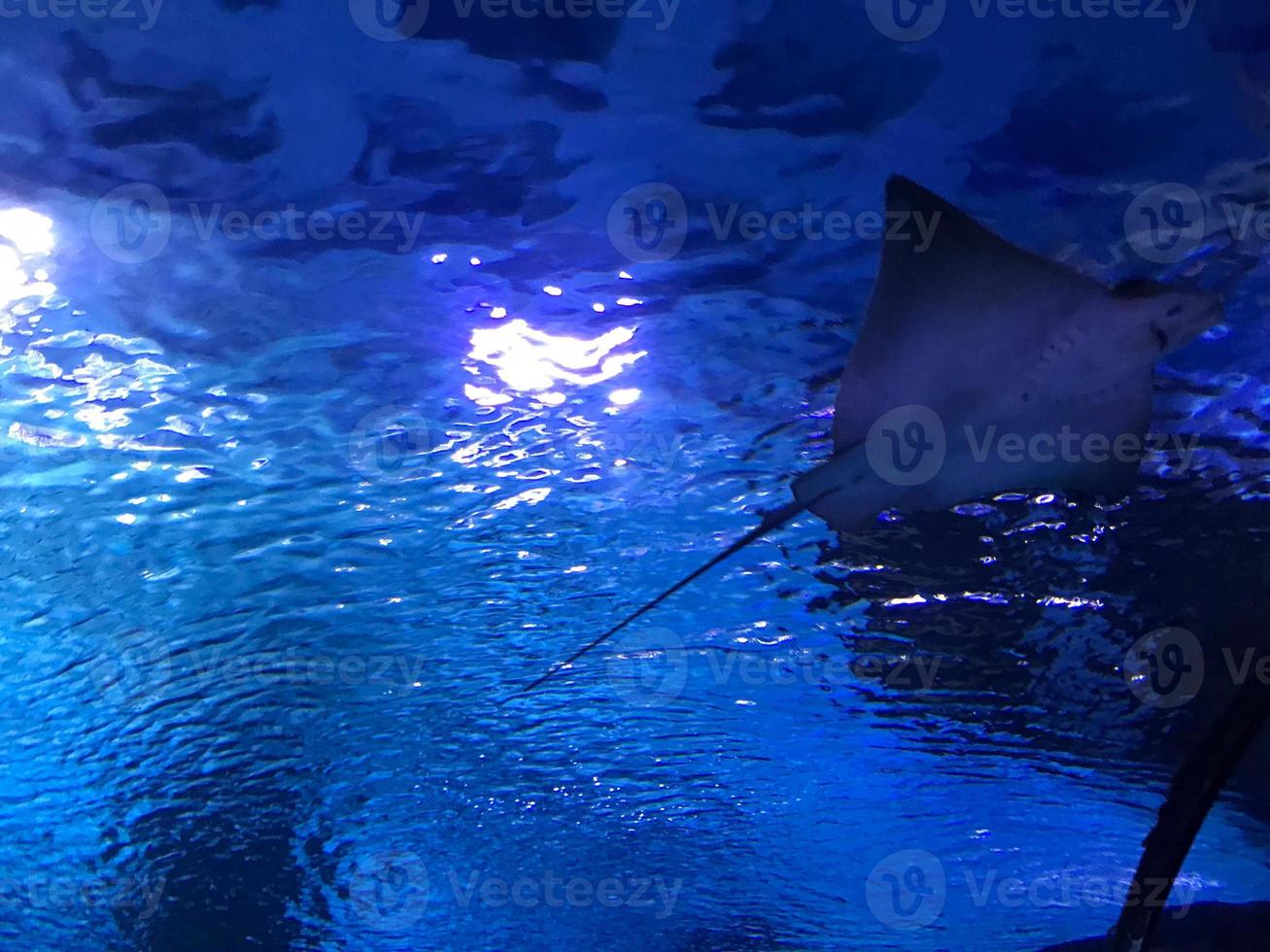 Cramp-fish in blue water. Stingray swimming underwater photo