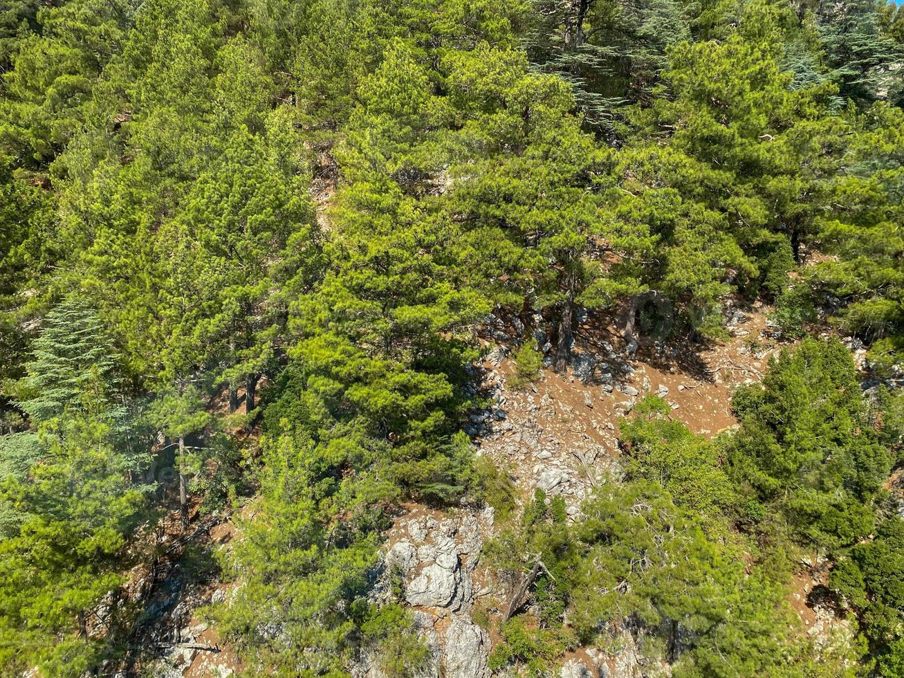 Aerial top view of lush green trees from above in tropical forest in national park and mountain or hill in summer season photo