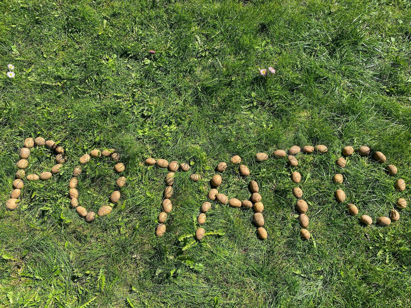 The inscription potatoes made of letters from natural yellow beautiful ripe tasty healthy starchy potatoes fresh in the ground on green grass. The background photo