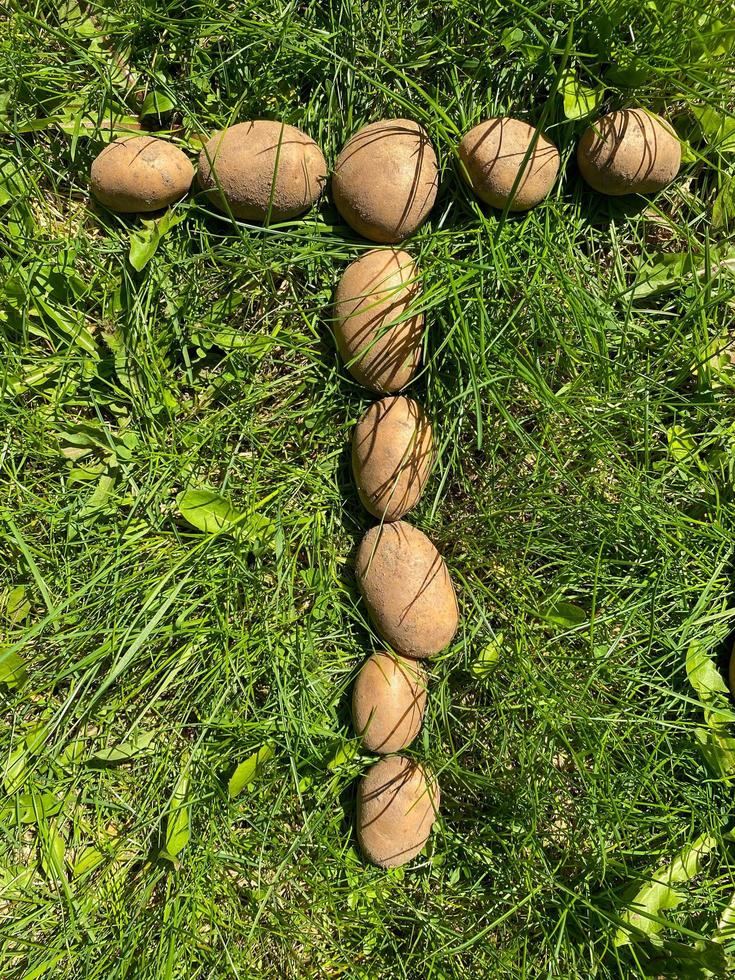 Letter T made from natural yellow beautiful ripe tasty healthy starchy potatoes fresh in the ground on green grass. The background photo