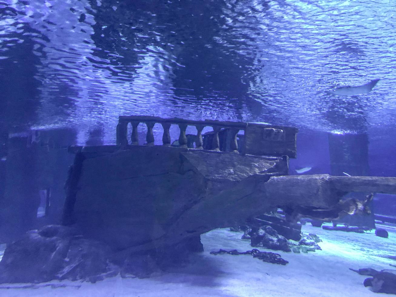 acuario con peces. animales marinos submarinos, corales, plantas. un viejo barco de madera se hundió bajo el agua. barro y hierba en el barco, desastre marino foto