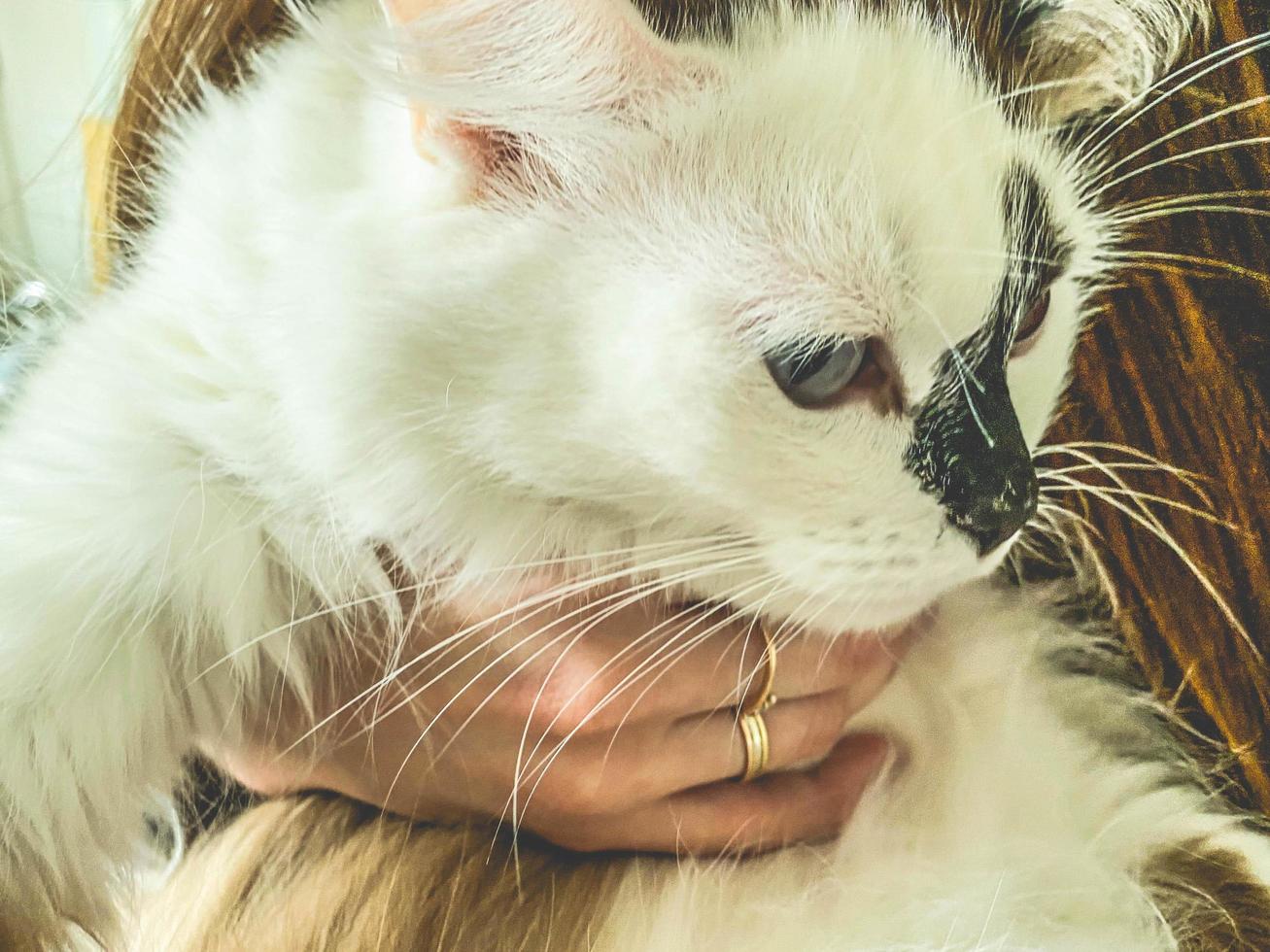a white cat with blue eyes and a black nose in the hands of a girl. fluffy kitten in the arms of a long-haired woman with manicure and rings on her fingers photo