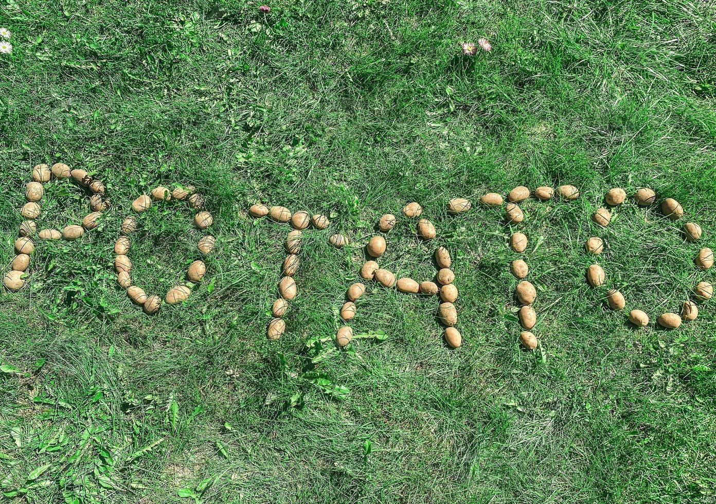 The inscription potatoes made of letters from natural yellow beautiful ripe tasty healthy starchy potatoes fresh in the ground on green grass. The background photo