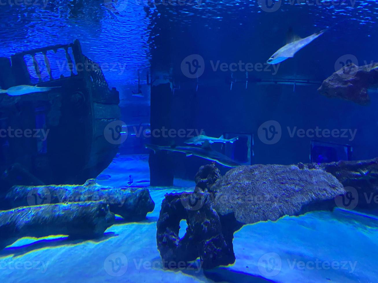 An old cannon sunken under water covered with algae and corals at the bottom of the ocean. Diving concept photo