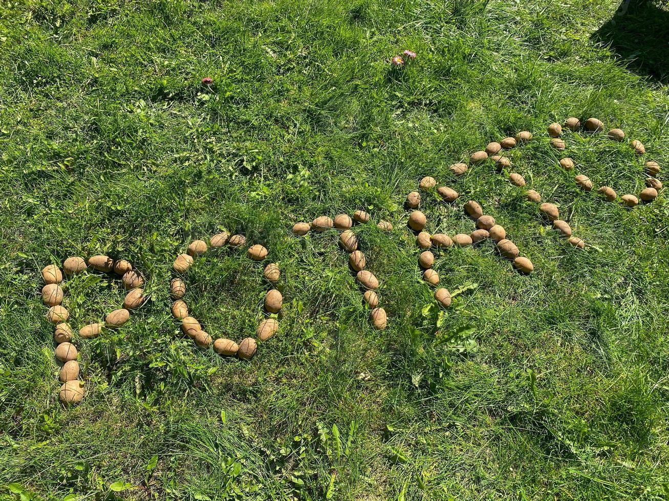 The inscription potatoes made of letters from natural yellow beautiful ripe tasty healthy starchy potatoes fresh in the ground on green grass. The background photo