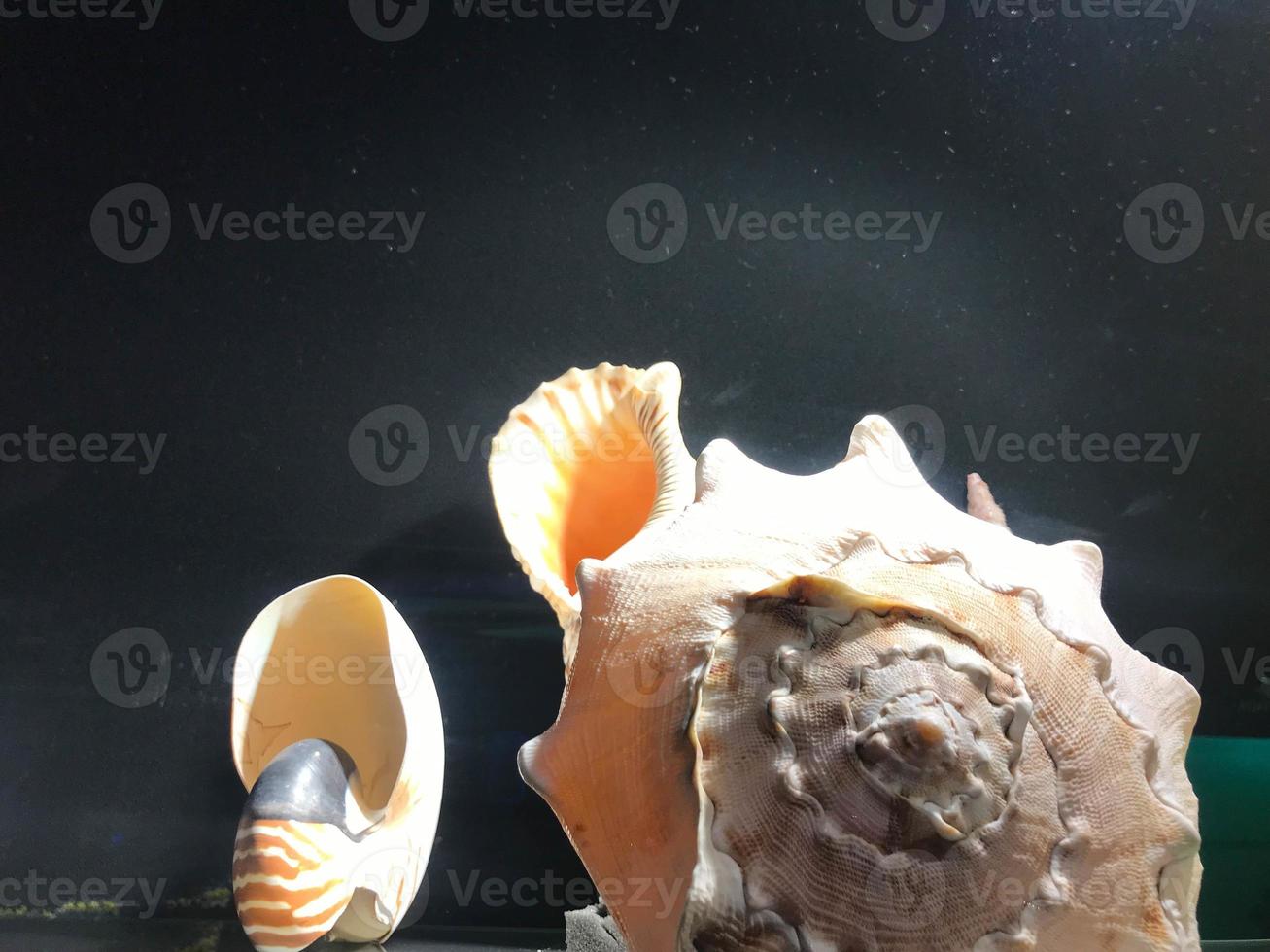 Large sea shells on a white shelf. Shells border background image photo