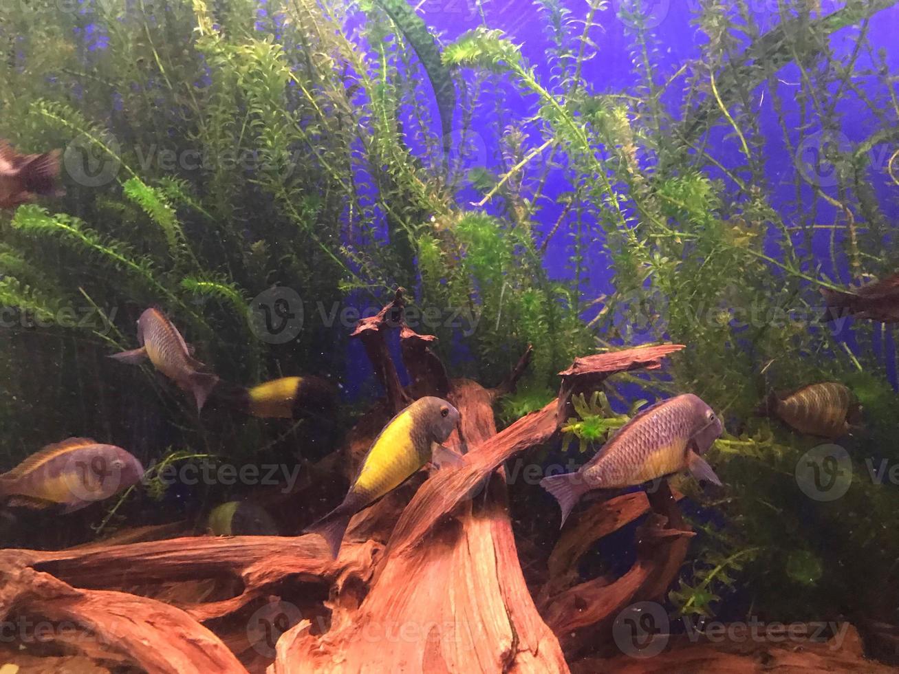 Multicolored beautiful fish swim in an aquarium or underwater in the