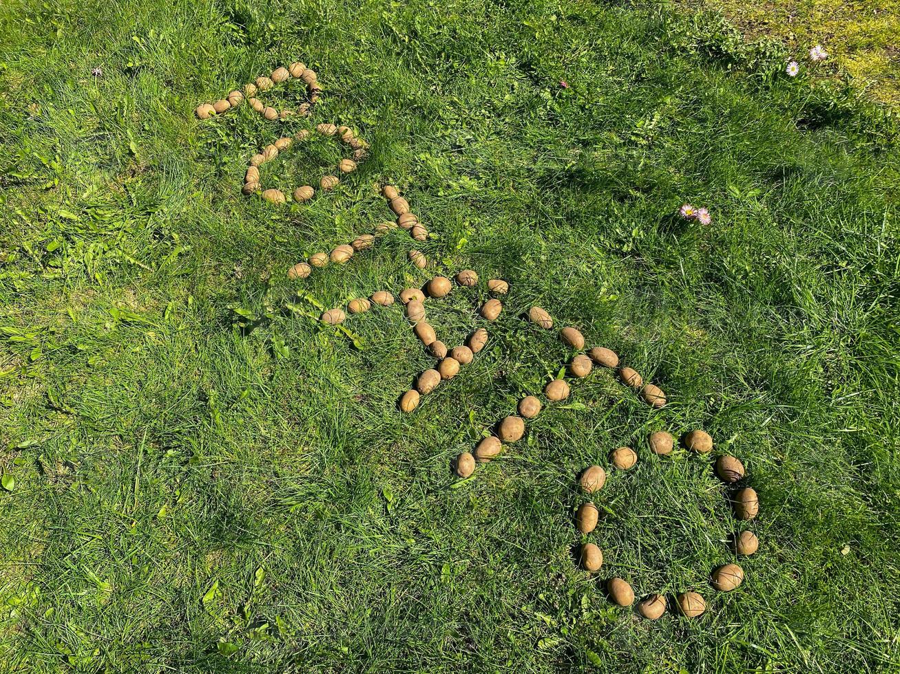 The inscription potatoes made of letters from natural yellow beautiful ripe tasty healthy starchy potatoes fresh in the ground on green grass. The background photo