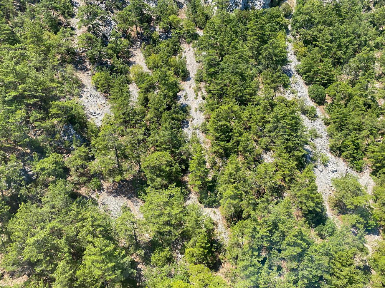 Aerial view of evergreen trees, tree top texture. Beautiful green fir forest top down drone. Forest, pine-tree trees view shot from height photo