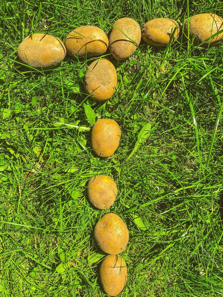 potatoes on green grass. large potatoes are lined with the letter T. edible alphabet. letters from vegetables. vegan products photo