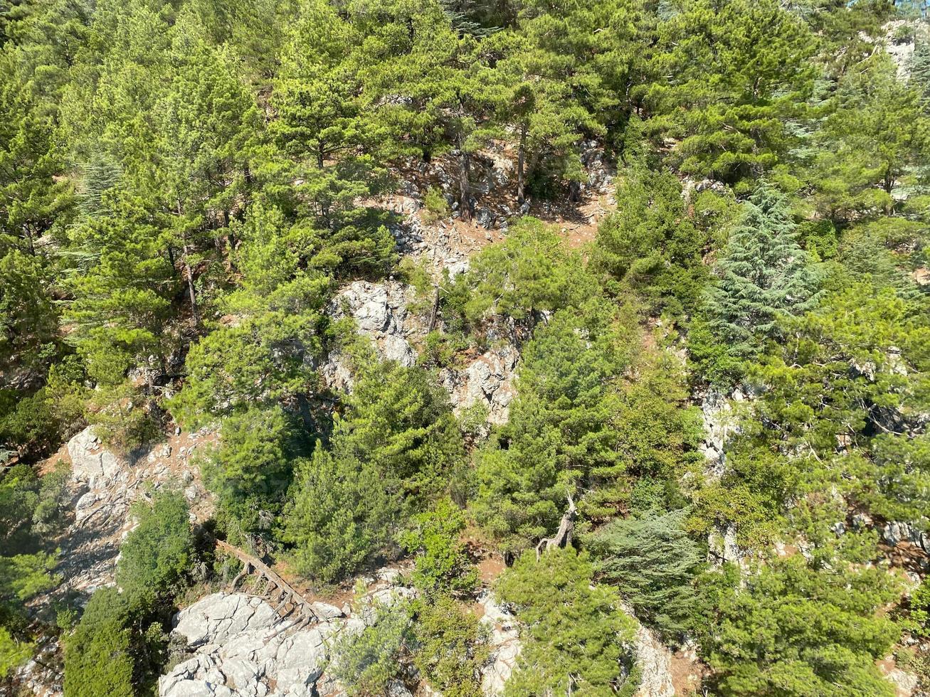 pine tree forest from above photo
