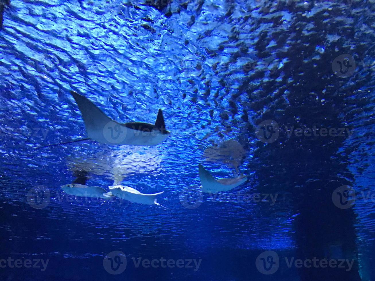 Sting ray at two oceans aquarium cape town photo