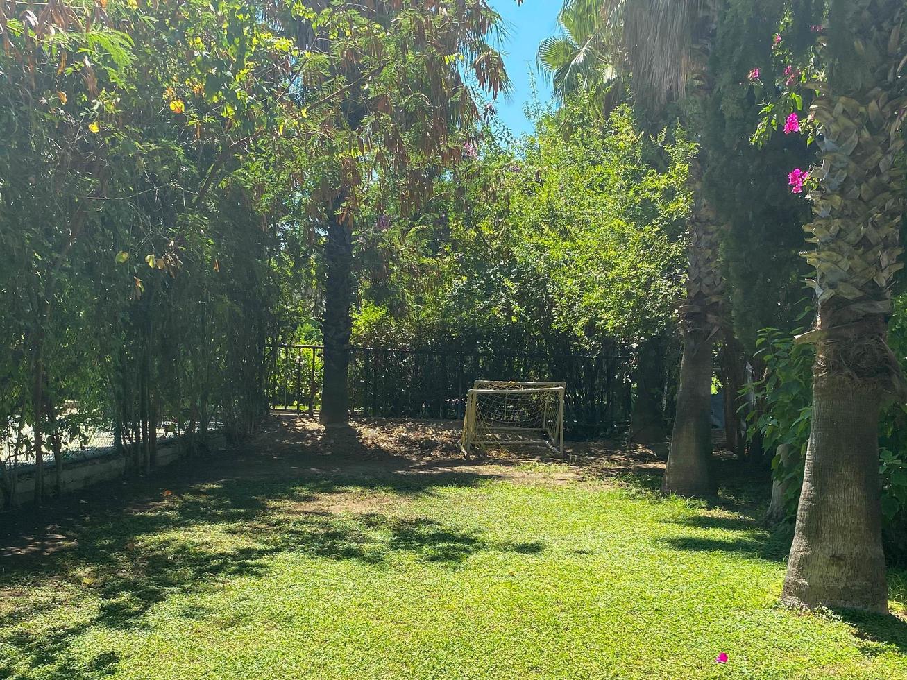 jardín de palmeras en césped verde en buen cuidado paisaje de mantenimiento del parque público foto