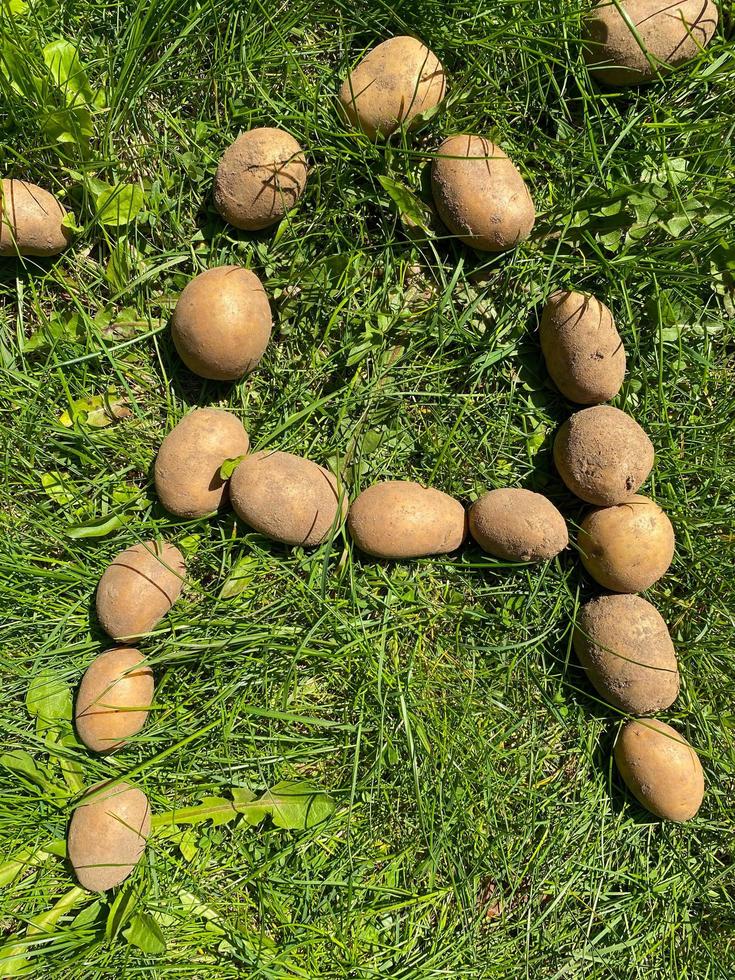 Letter A made from natural yellow beautiful ripe tasty healthy starchy potatoes fresh in the ground on green grass. The background photo