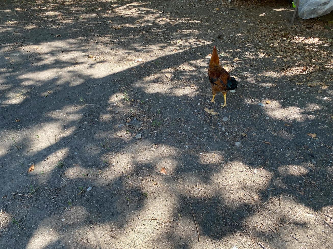 Chicken walks on brown background. chicken walks on the ground photo