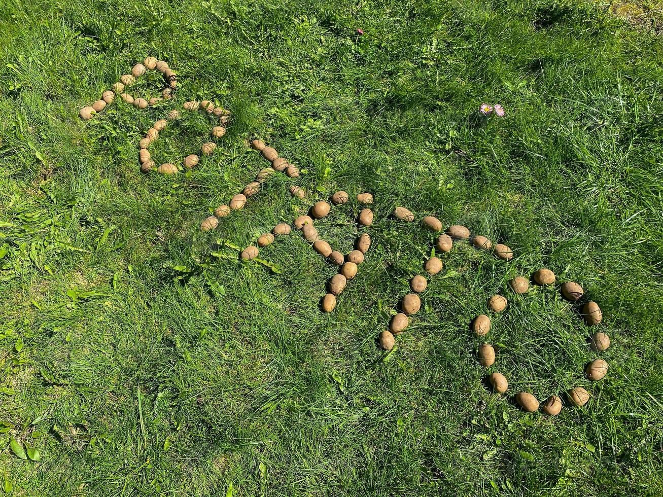 The inscription potatoes made of letters from natural yellow beautiful ripe tasty healthy starchy potatoes fresh in the ground on green grass. The background photo