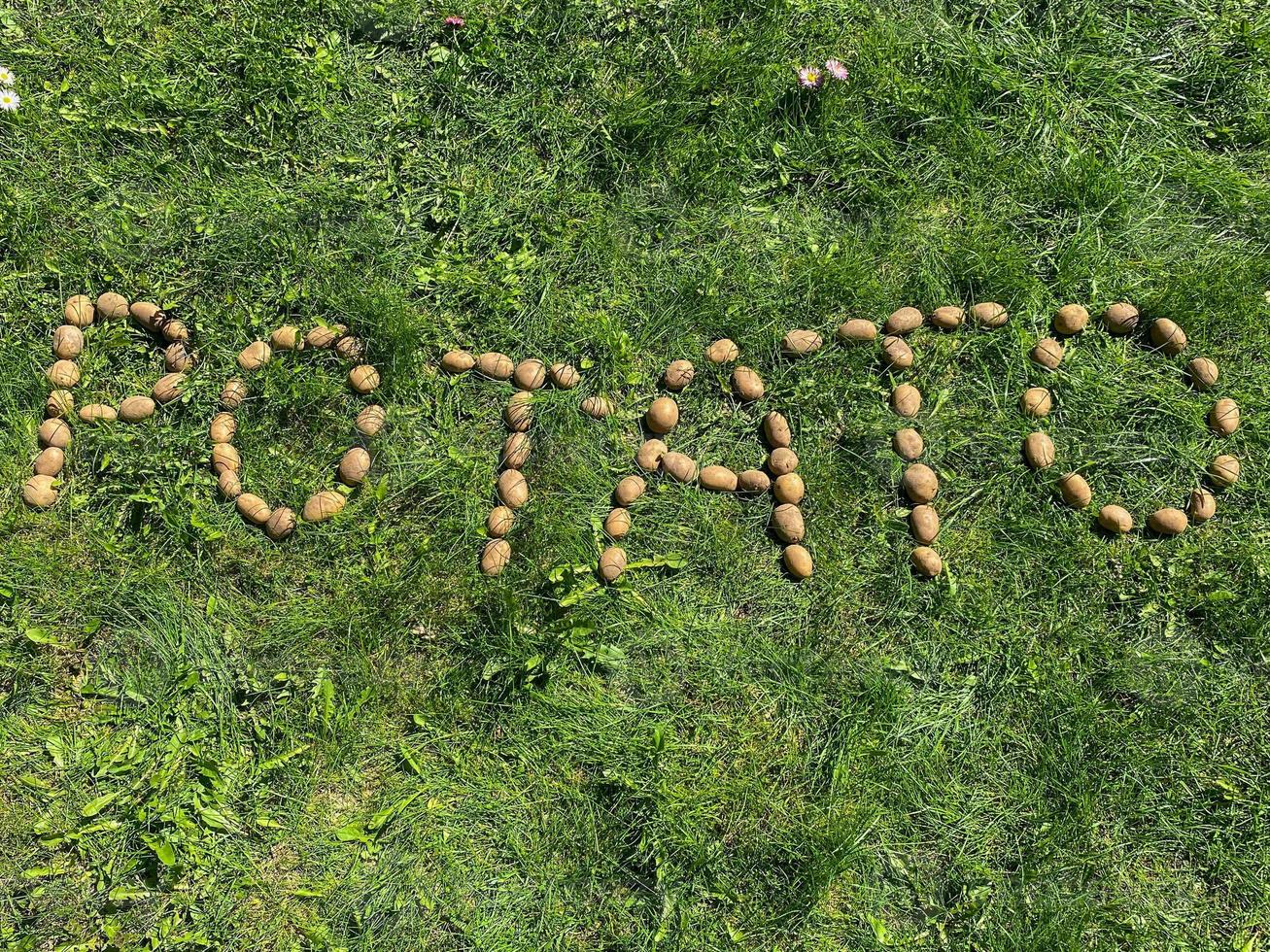 The inscription potatoes made of letters from natural yellow beautiful ripe tasty healthy starchy potatoes fresh in the ground on green grass. The background photo