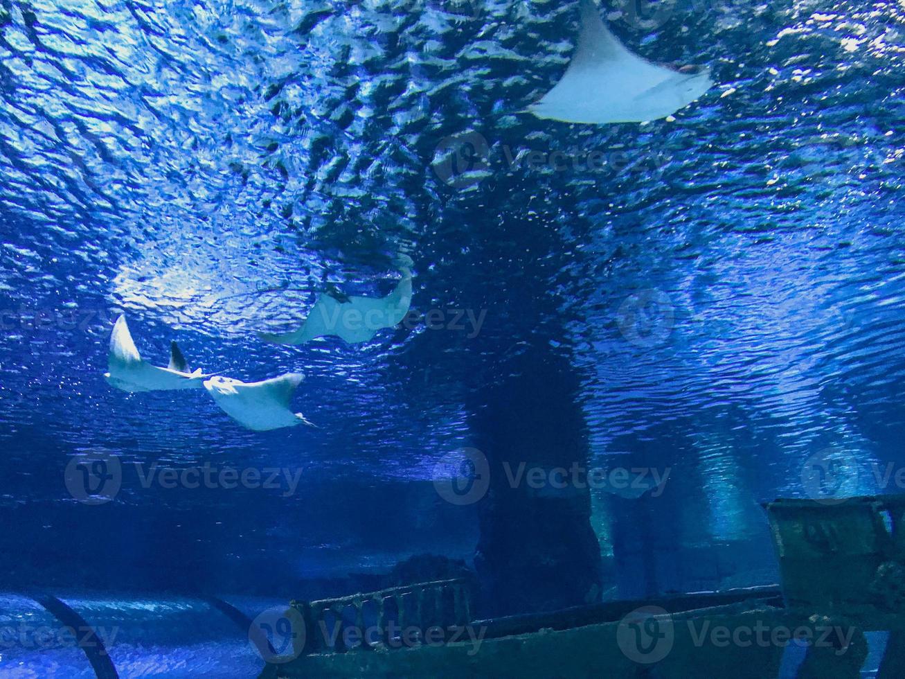 aquarium with fish. underwater marine animals, corals, plants. white stingray fish swim under water. family of underwater predators on the hunt photo