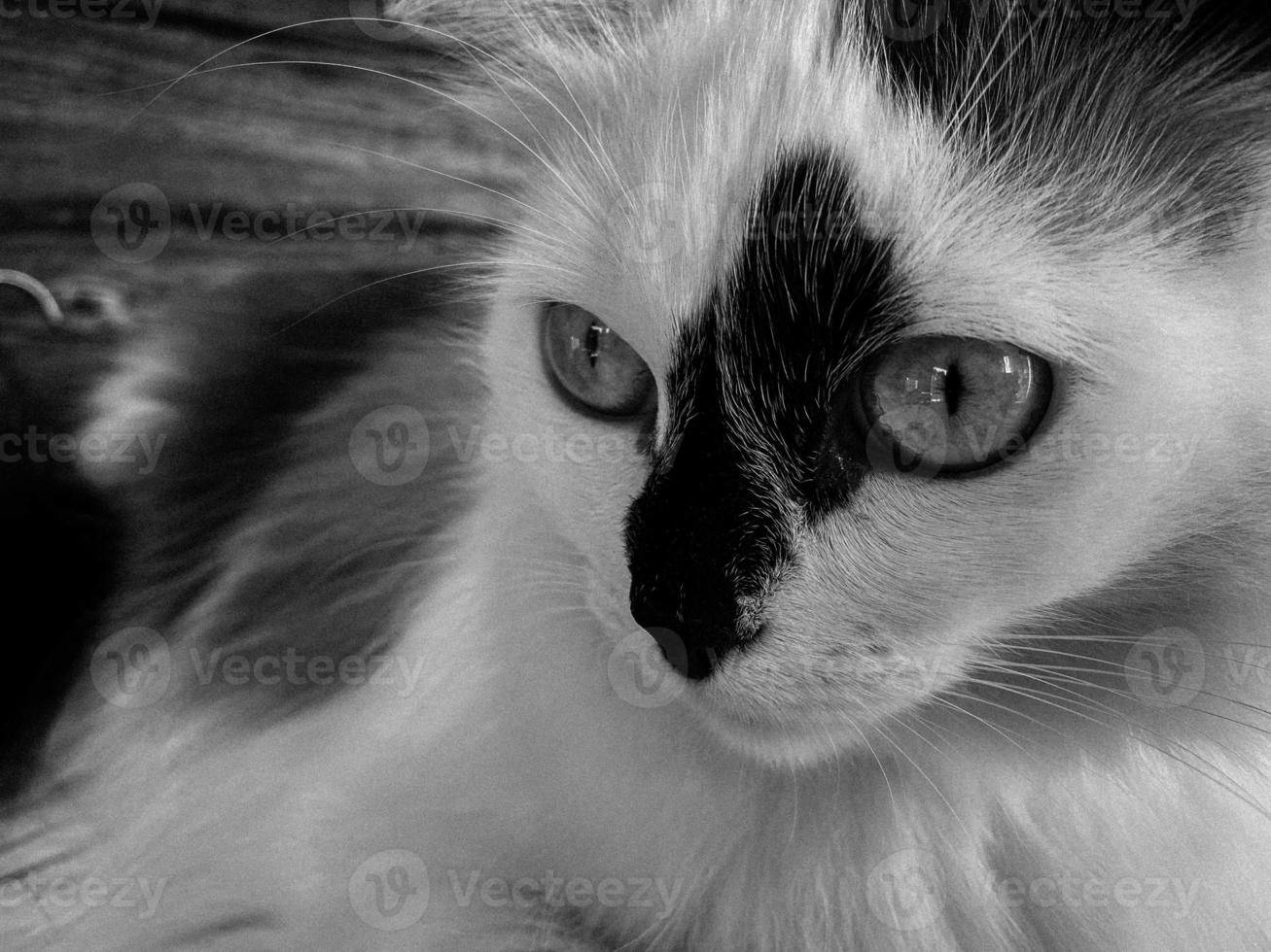 The head and muzzle of a white with black spots fluffy beautiful cat with blue eyes and long whiskers and ears, lying on the bed photo