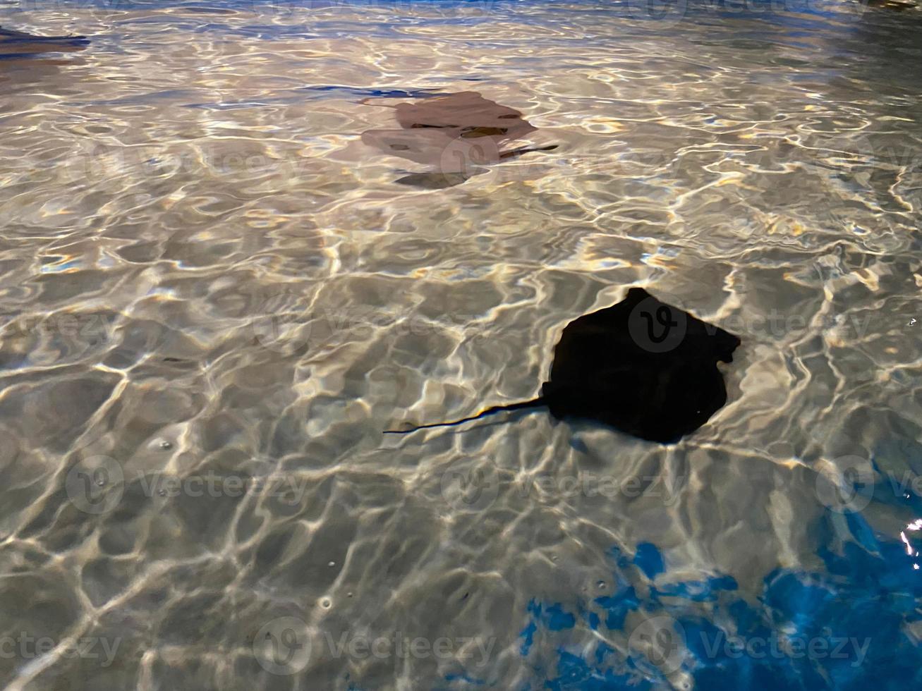 Stingray swimms under blue water. Closeup Stingray through aquarium window photo