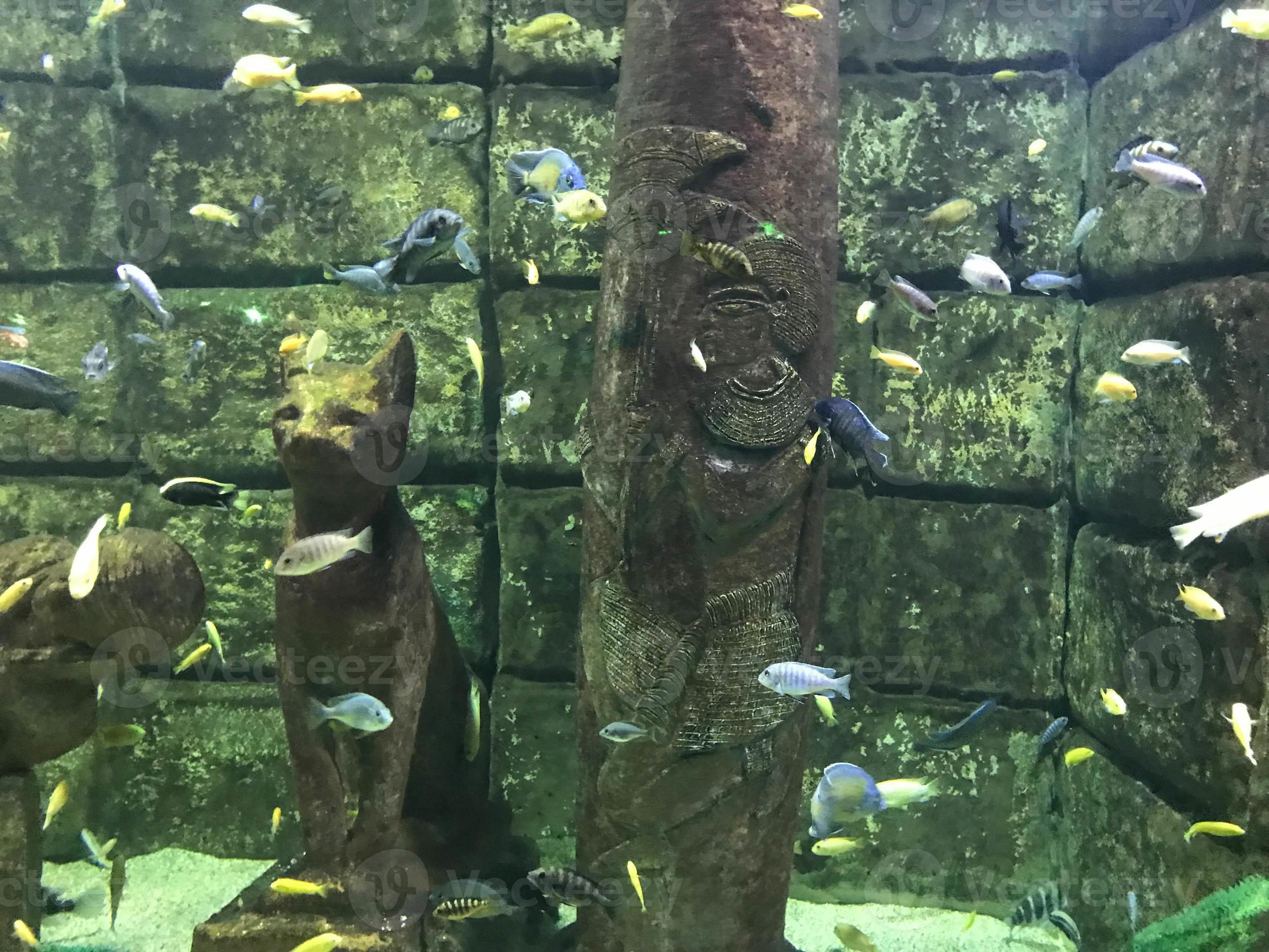 Multicolored beautiful fish swim in an aquarium or underwater in the