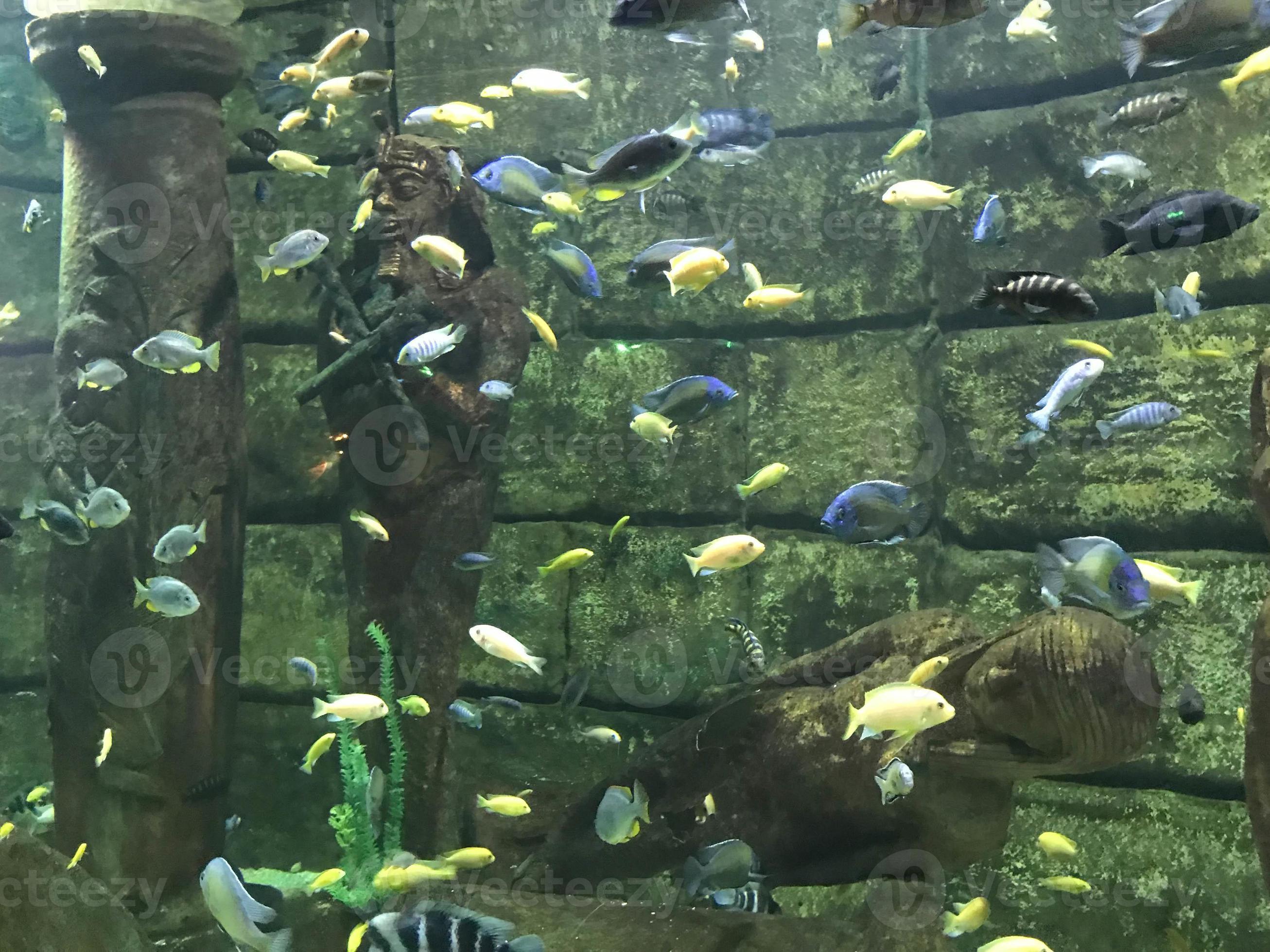 Multicolored beautiful fish swim in an aquarium or underwater in the