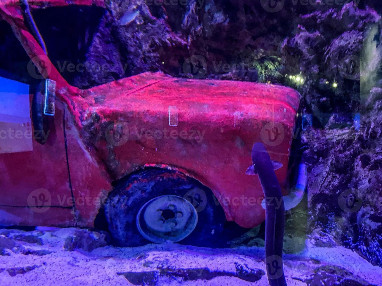 coche rojo brillante se hundió en el fondo del mar. techo y ruedas con pintura agrietada por estar en el agua. cerca de anguilas, peces, piedras y matorrales foto