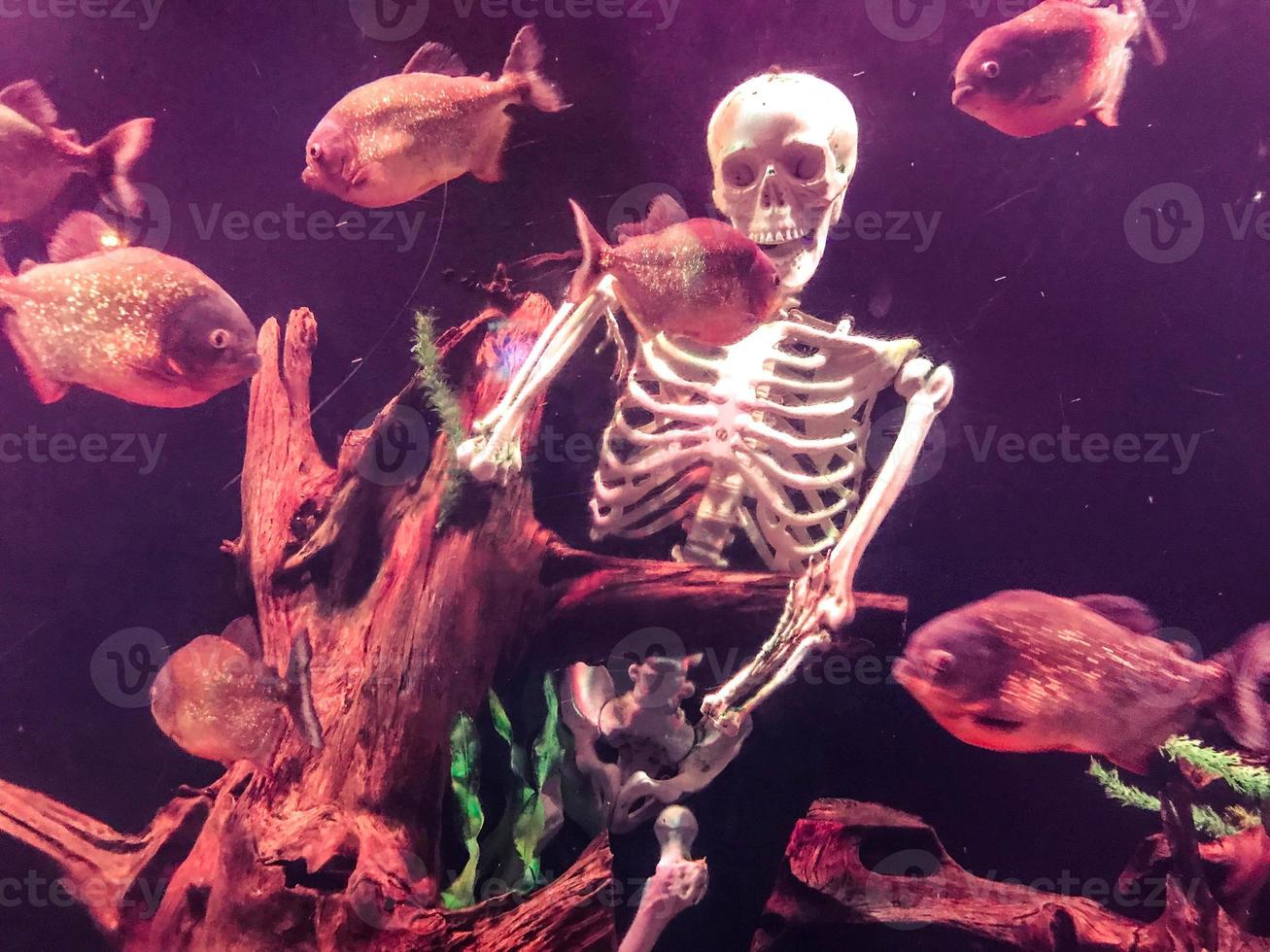 piranhas swim on the seabed. dangerous fish predators in the pond. next to them is a human skeleton. piranhas dine on a sunken tourist photo