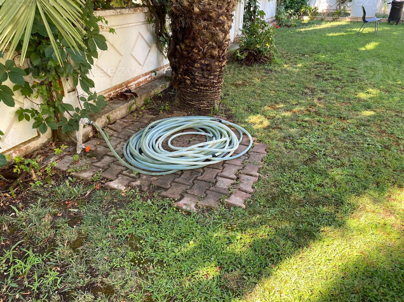 rubber hose for watering near the palm tree photo