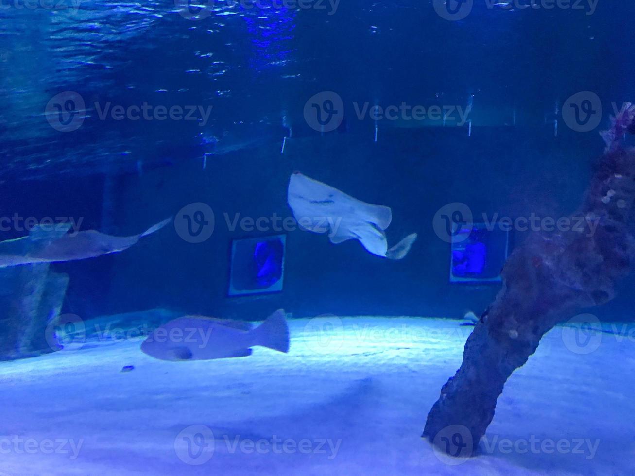 foto dividida de rayas en stingray city, gran caimán