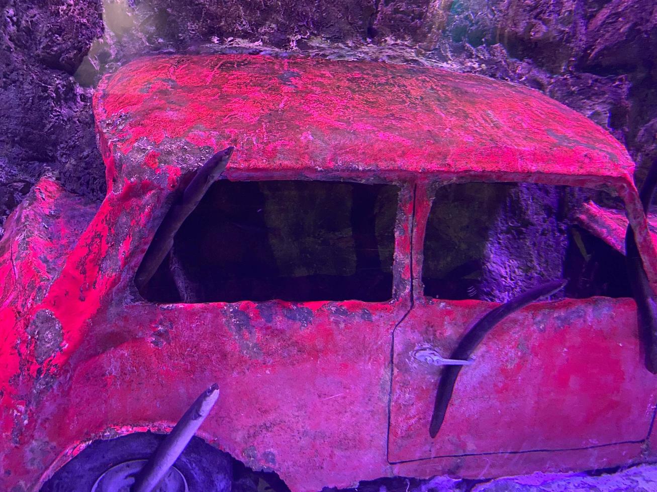 fishes at Antalya aquarium. Flooded red car photo