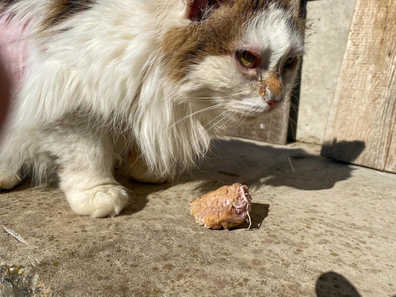 Homeless hungry poor sick white cute kind good cat with diseases and bald torn hair. Concept helping homeless pets at the shelter photo