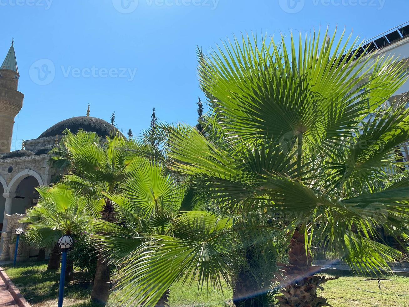 Jumeirah mosque view with palm trees and street in the afternoon in Dubai photo