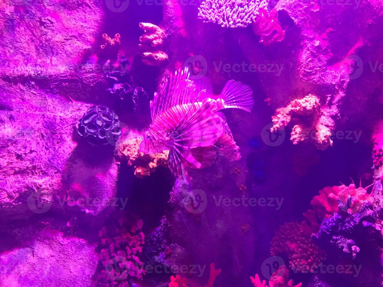 Multi-colored beautiful fish swim in an aquarium or underwater in the ocean on a coral reef. Concept tourism, marine life, diving photo
