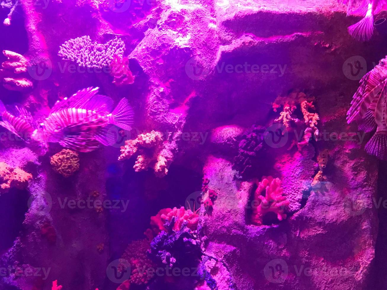 Multi-colored beautiful fish swim in an aquarium or underwater in the ocean on a coral reef. Concept tourism, marine life, diving photo