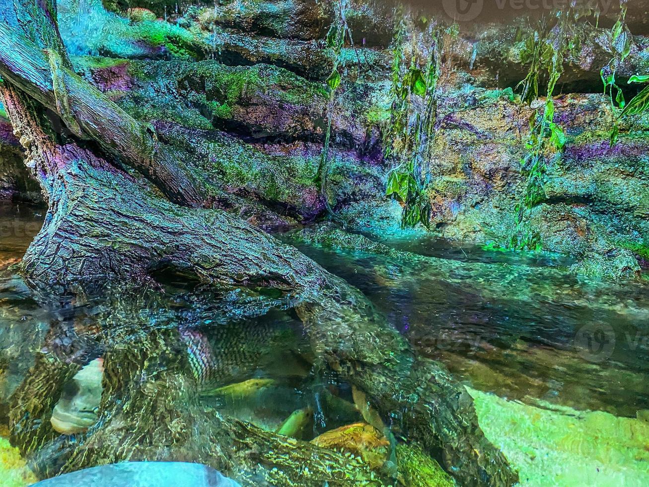 in the oceanarium there is a large stone waterfall with flowing water. there are green plants, silt and moss on the waterfall. high humidity photo