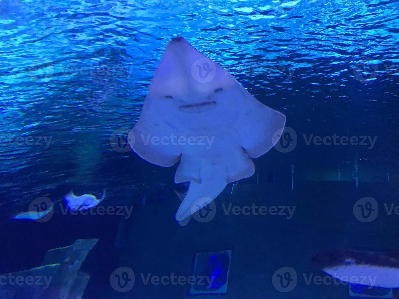 A pair of stingrays are swimming on the blue sea photo