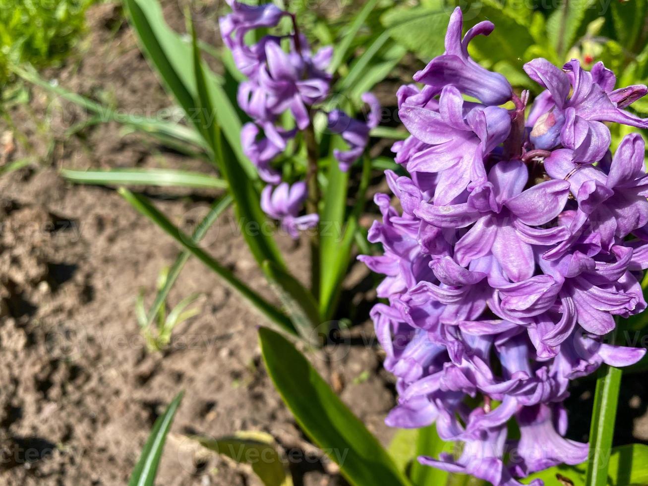 hermosas flores de color azul violeta en un lecho de flores con plantas  verdes frescas y hierba 15047227 Foto de stock en Vecteezy