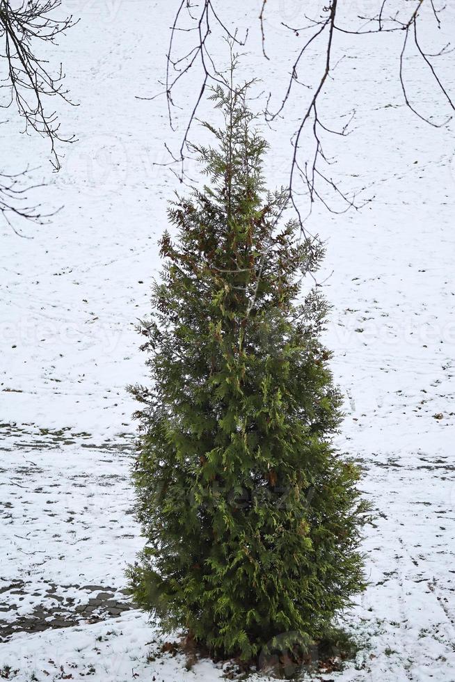 Evergreen fir tree with pointy top standing outside on snow with dry frozen branches of other trees hanging from above photo