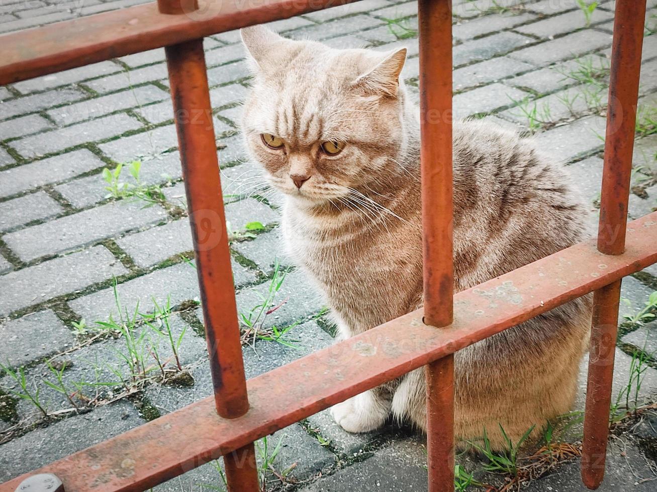 One red grumpy cat sitting on pavement tiles behinf red metal fence bars on summer day photo