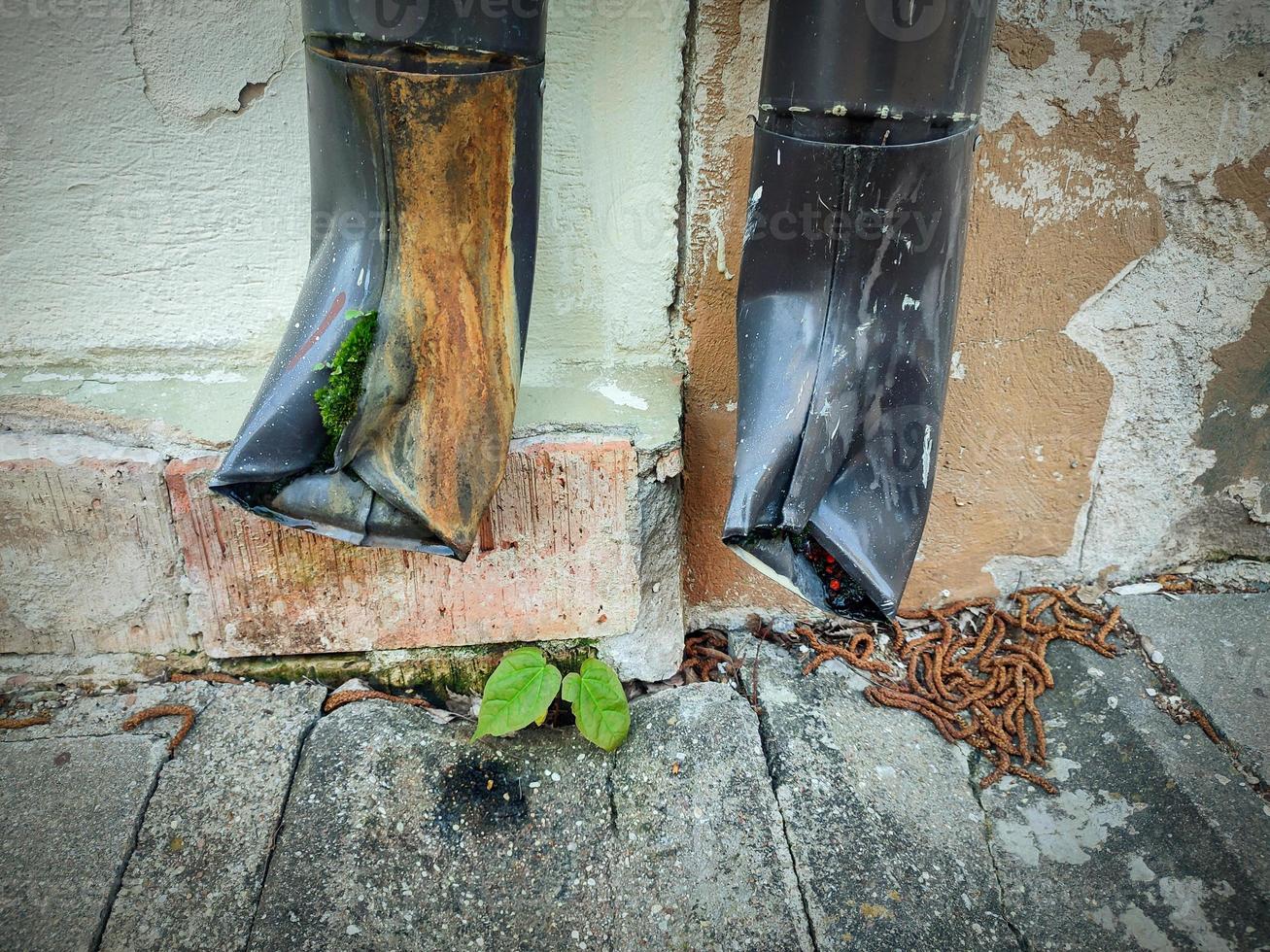 Green grss plant growing on concrete pavement tiles between two water drainage pipes near building wall with peeled plaster photo