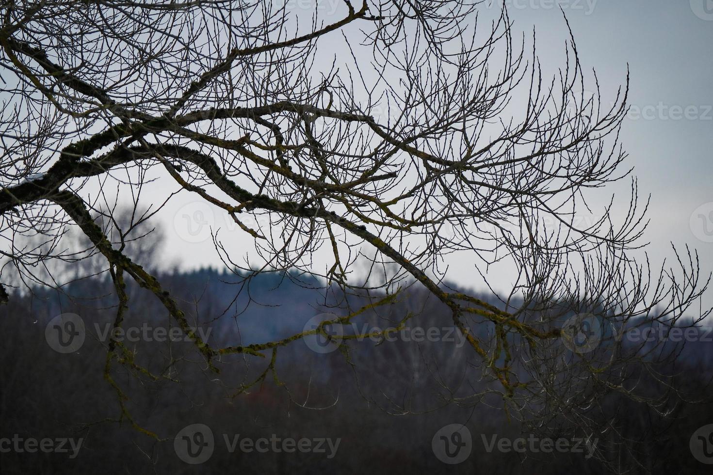Big leafless tree branch silhouette in light grey sky over forest on hill visible on the background photo