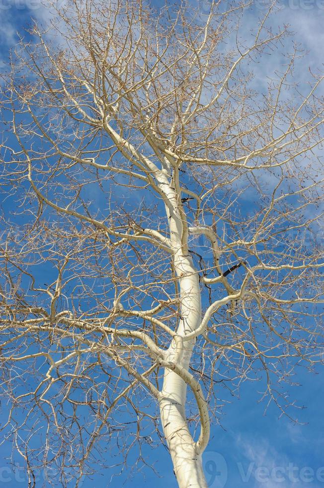 un solo árbol de álamo se alza contra el cielo azul en invierno en la montaña cubierta de nieve. foto