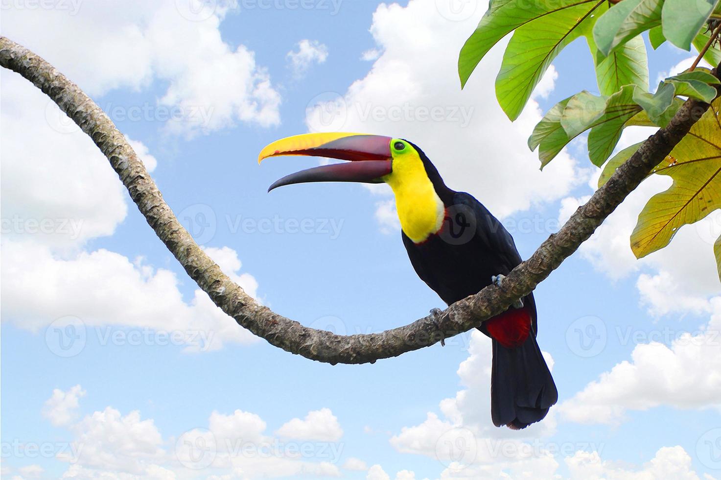 Chestnut Toucan sits on a tree branch making a racket clicking sound while posing for a closeup. photo