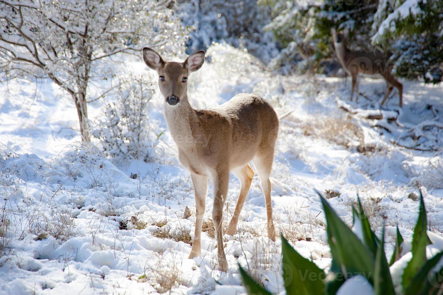 A young female white-tailed deer stand still in the snow on a winter's day in the forest. photo