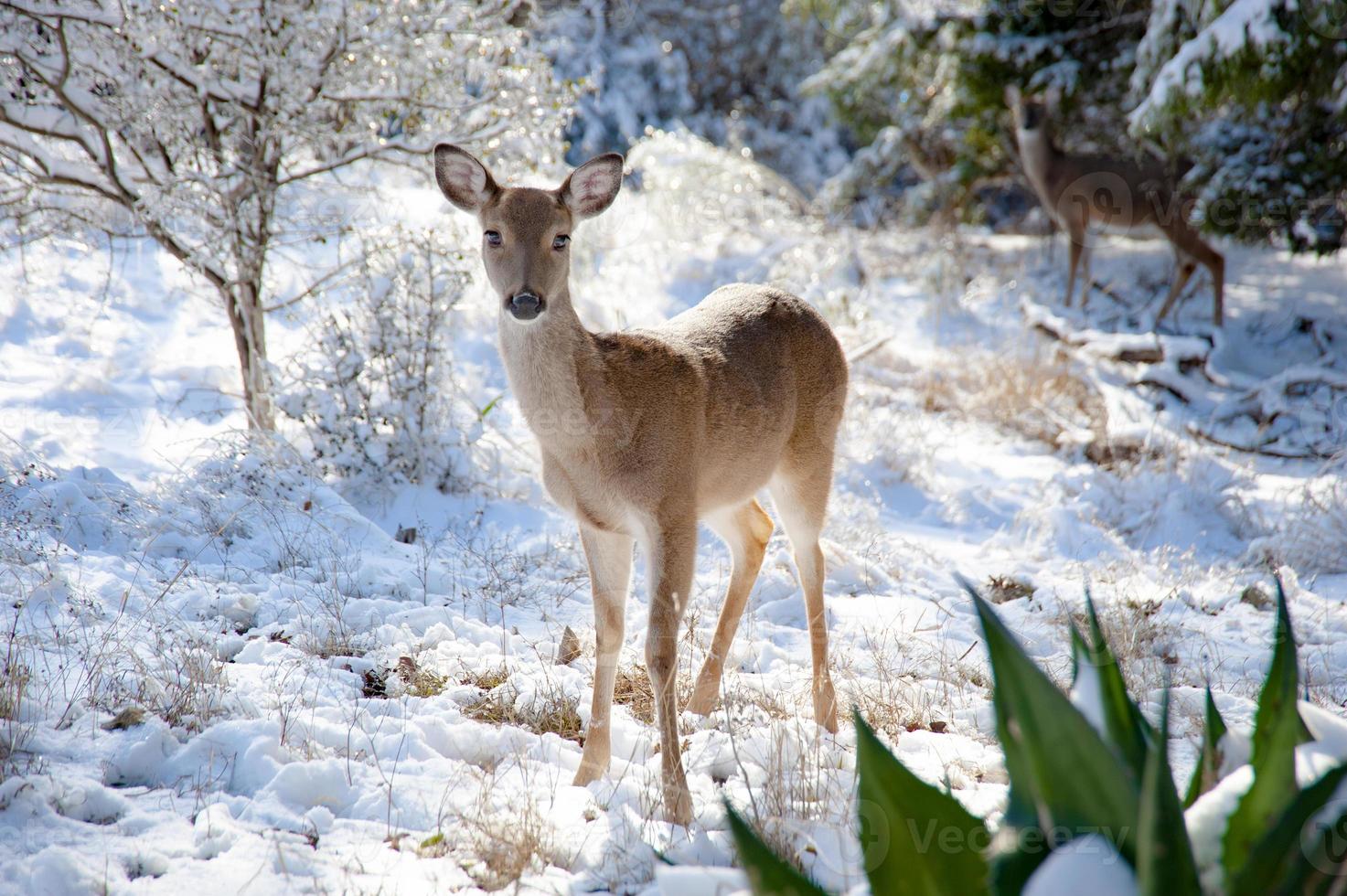 A young female whitetailed deer stand still in the snow on a winter's